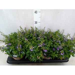 Angelonia  'Serena Purple'