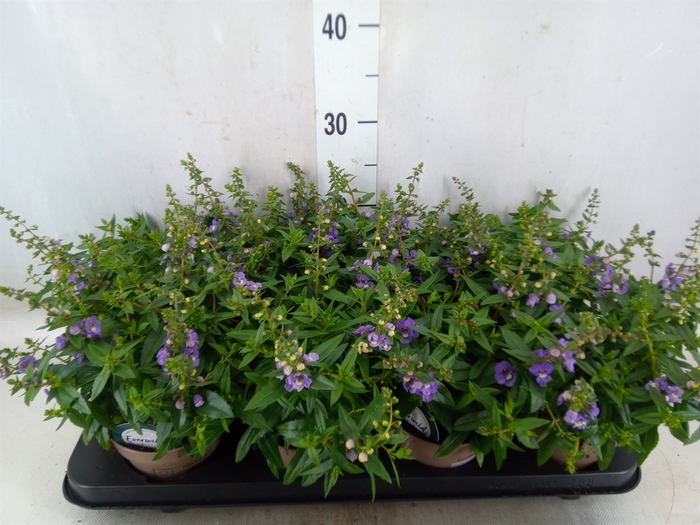 <h4>Angelonia  'Serena Purple'</h4>