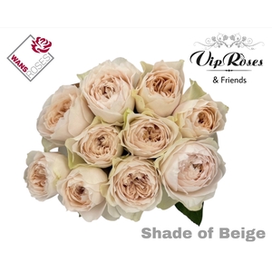 R GR SHADE OF BEIGE!