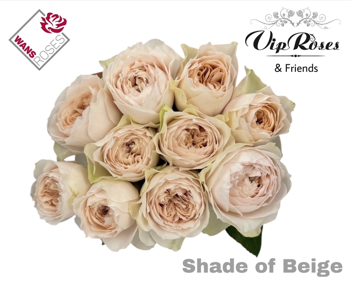 <h4>R GR SHADE OF BEIGE!</h4>