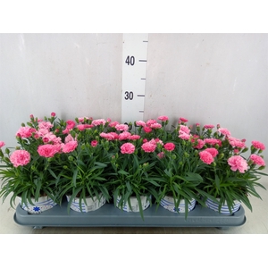 Dianthus  'I Love U'