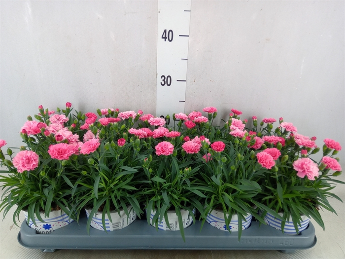 <h4>Dianthus  'I Love U'</h4>