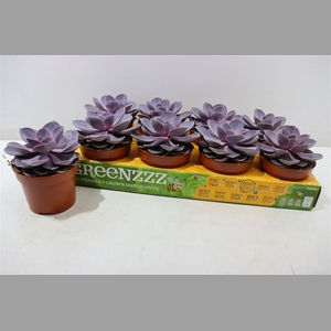 Echev Purple Pearl