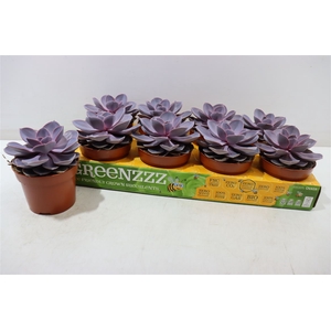 Echev Purple Pearl