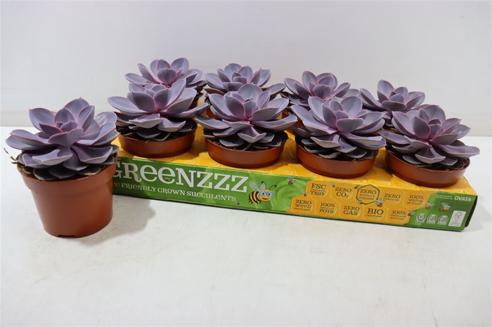 <h4>Echev Purple Pearl</h4>