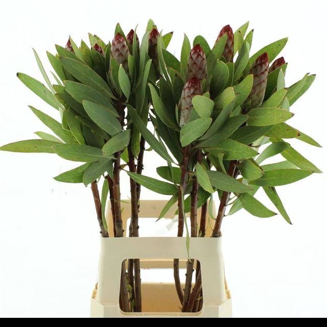 <h4>PROTEA ROBIJN</h4>