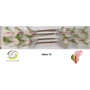 ANTH A ALERO 12