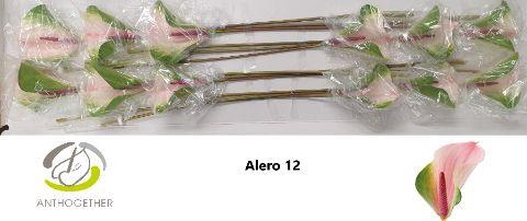 <h4>ANTH ALERO</h4>