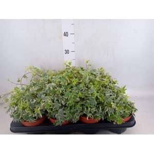 Hedera helix 'White Ripple'