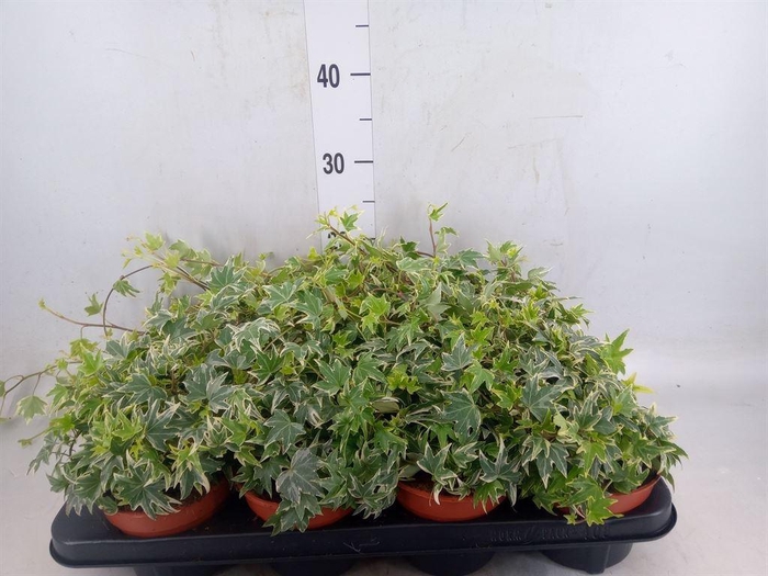 <h4>Hedera helix 'White Ripple'</h4>
