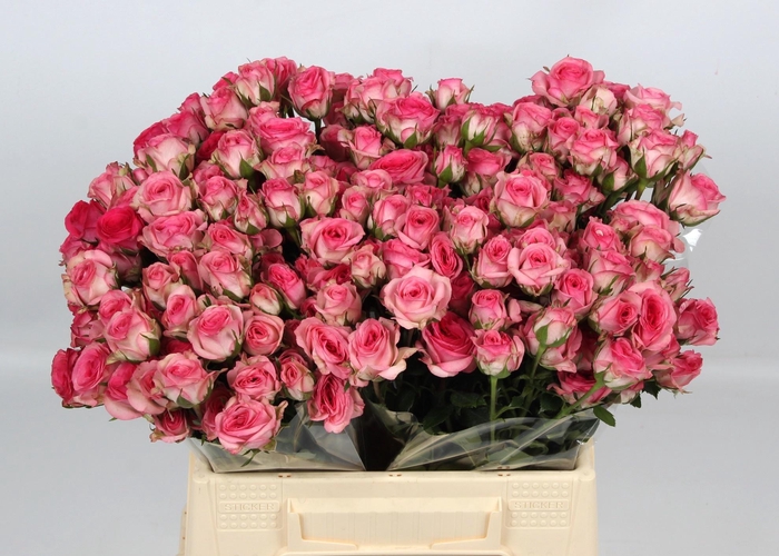 <h4>R TR TRALALA</h4>