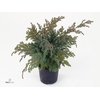 Juniperus squamata 'Blue Swede'