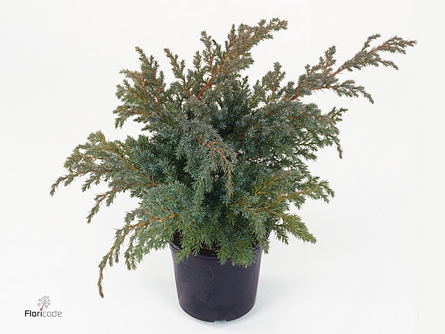 Juniperus squamata 'Blue Swede'