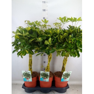 Schefflera arbor. 'Gold Capella'