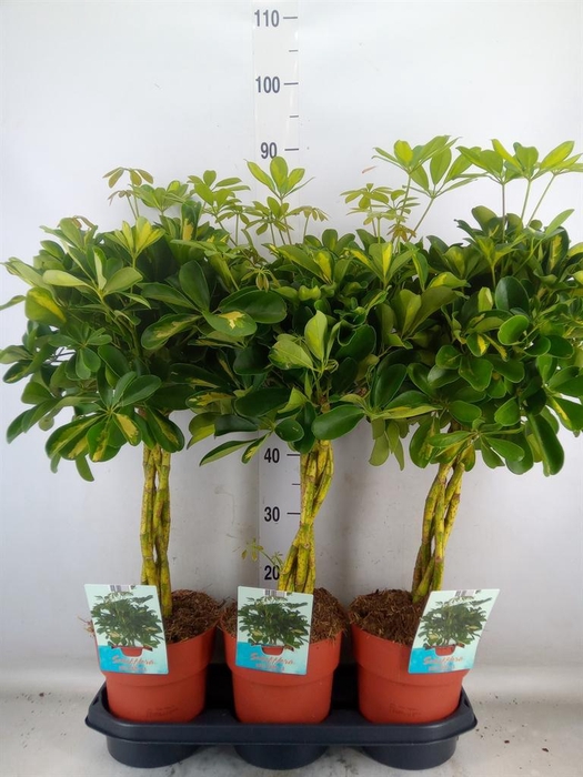 <h4>Schefflera arbor. 'Gold Capella'</h4>