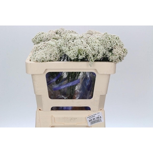 OZOTH COOKS SNOW WHI