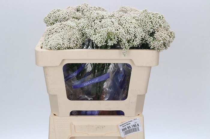 <h4>OZOTH COOKS SNOW WHI</h4>