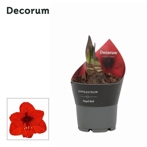 Amaryllis Royal Red 2 knop Extra OP Potkraag (Decorum)