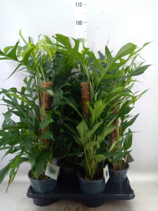 <h4>Epipremnum pinn. 'Baltic Blue'</h4>