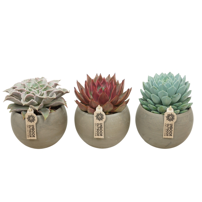 Echeveria mix in 17 cm 'Bol Pot'