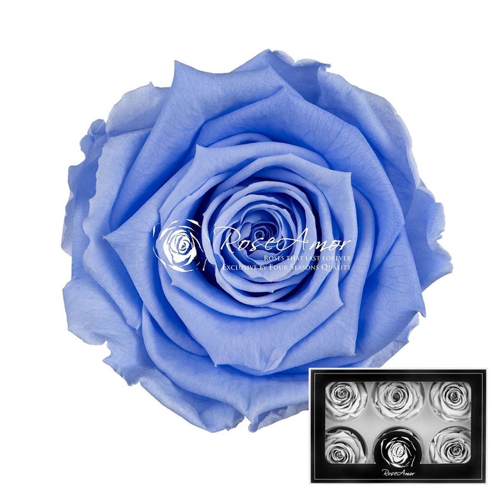 <h4>Lplus Vio89</h4>