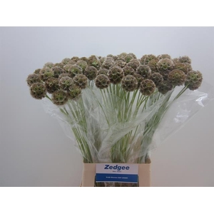 Scabiosa stellata seed pod