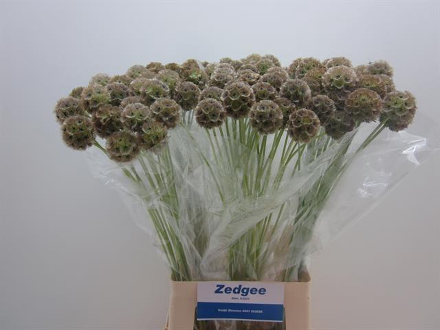 <h4>Scabiosa stellata seed pod</h4>