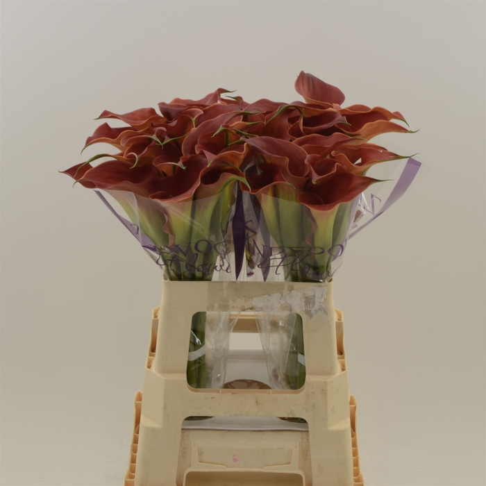 <h4>Calla Sunset Passion</h4>