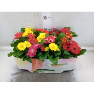 Gerbera  'Open Air'   ...mix