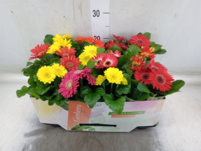 <h4>Gerbera  'Open Air'   ...mix</h4>