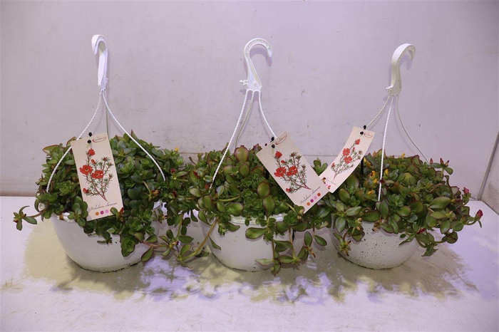 <h4>Portulaca In Hangpot</h4>