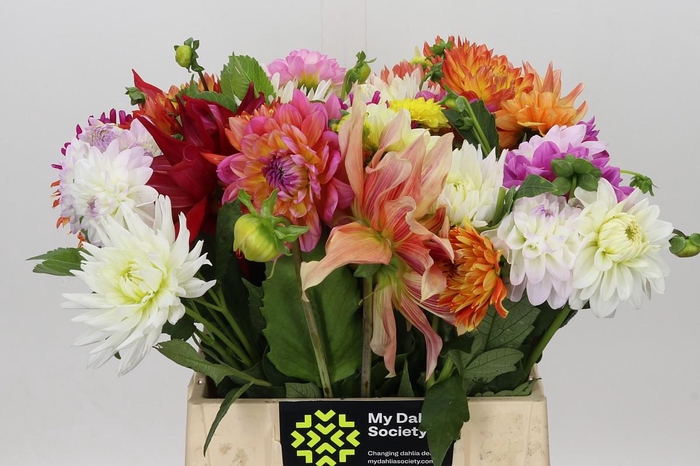 <h4>Dahlia Gemengd in bos</h4>