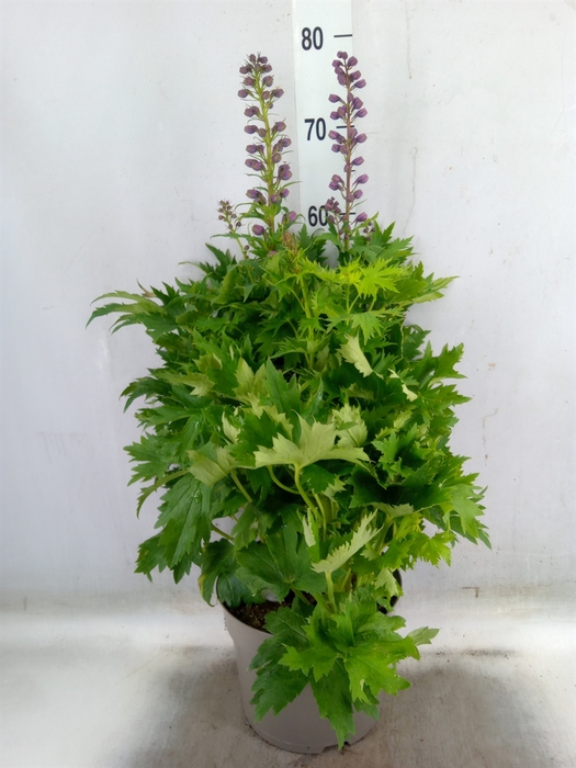 <h4>Delphinium   ...</h4>