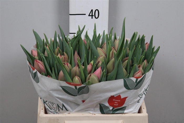 <h4>Tu Du Etched Salmon</h4>