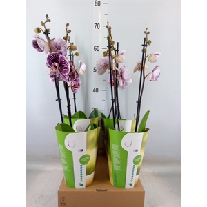 Phalaenopsis  'FC Black Stripes'