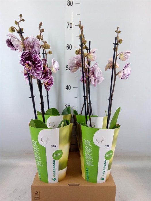 <h4>Phalaenopsis  'FC Black Stripes'</h4>