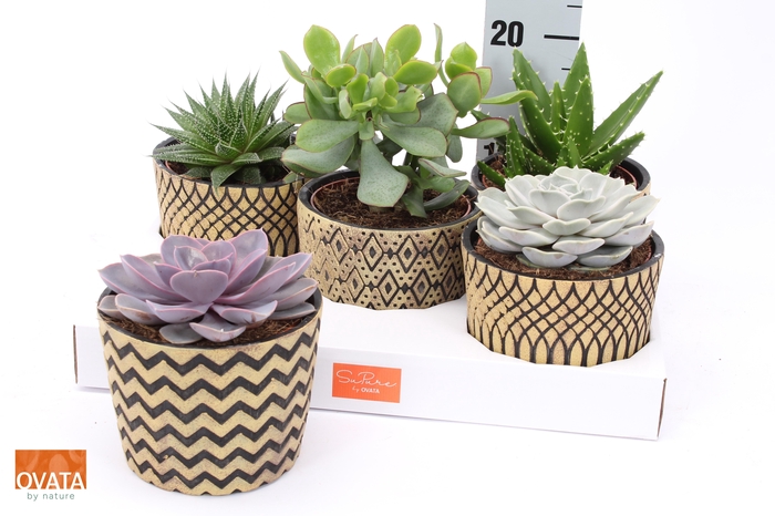 <h4>SUCC GEM 5 SRT</h4>