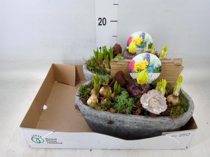 <h4>Arr.   Bol/Knolgewas L%</h4>