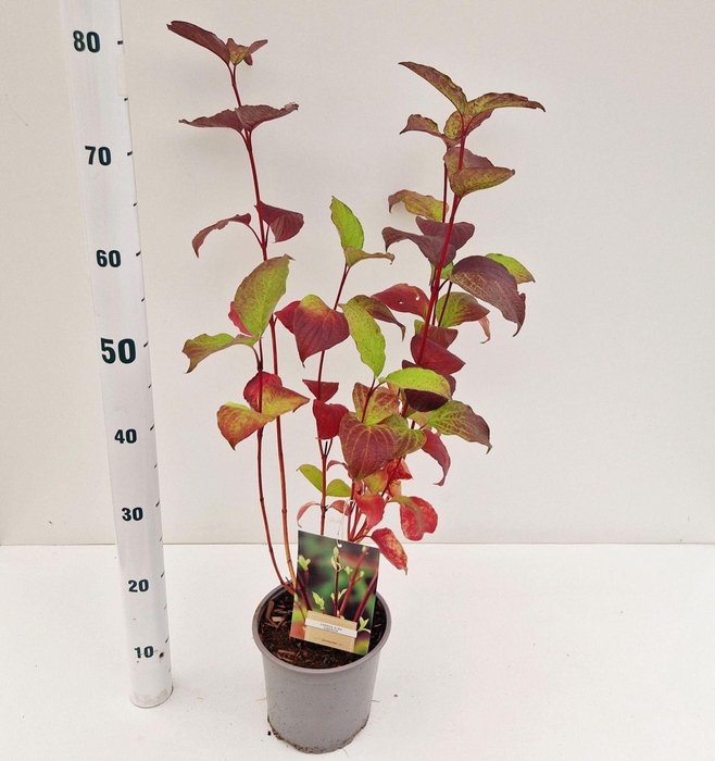 <h4>Cornus alba Sibirica</h4>