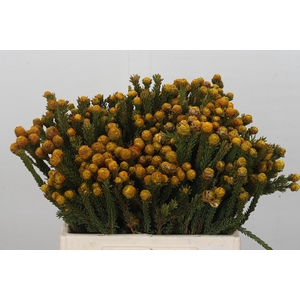 Cape GreenTortum Yellow