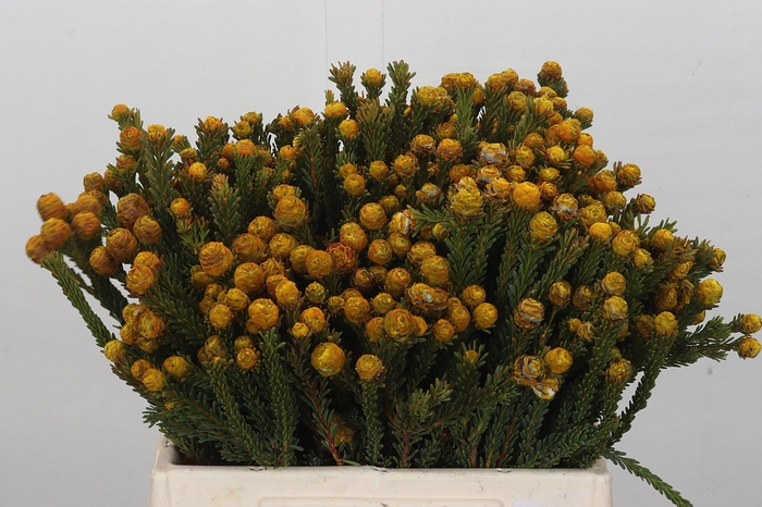 <h4>Kaaps Groen Tortum Yellow</h4>