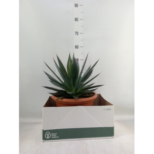 Agave  'Shaka Zulu'