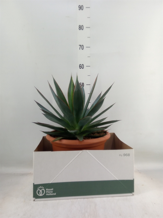 <h4>Agave  'Shaka Zulu'</h4>