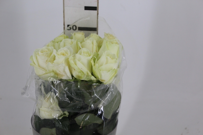 <h4>ROSA AVALANCHE 050 CM ESTUFA</h4>