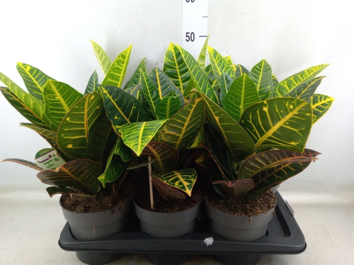 <h4>Codiaeum var. GR 'Petra'</h4>