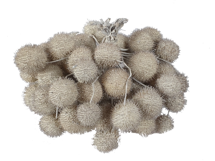 Small ball per bunch in poly White