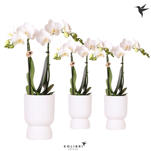 Kolibri Orchids Phalaenopsis white 2 spike in Diabolo pot white