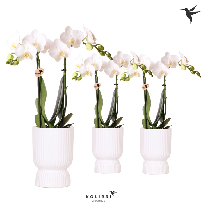 <h4>Kolibri Orchids Phalaenopsis white 2 spike in Diabolo pot white</h4>