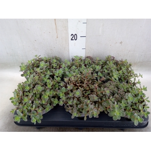 Sedum spurium