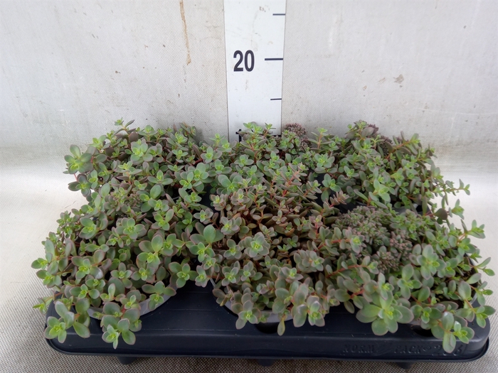 <h4>Sedum spurium</h4>